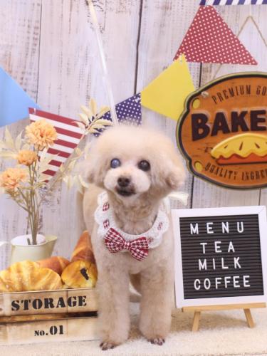 20240928HONEYちゃん